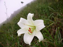 PʦX